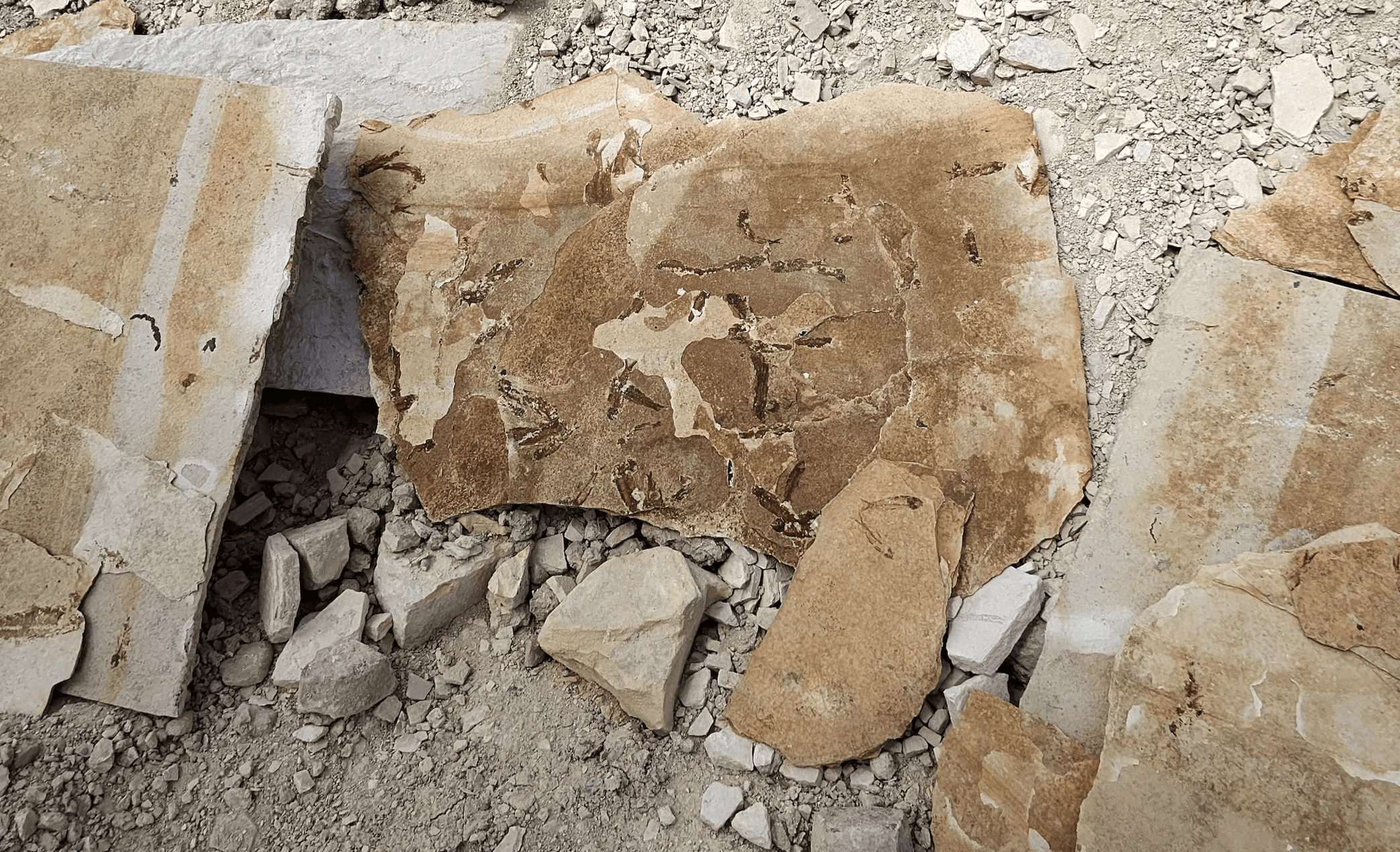 Fossilized fish found in broken limestone slabs.