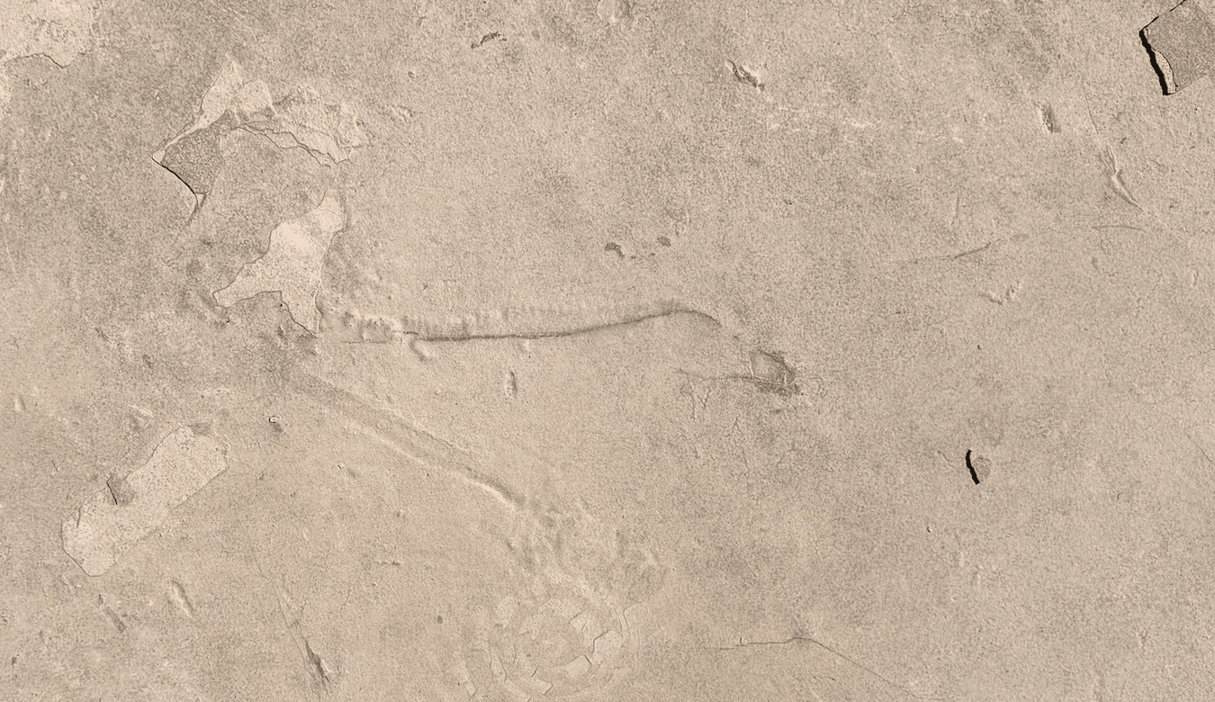 Fossilized imprint on a rock surface in a quarry.