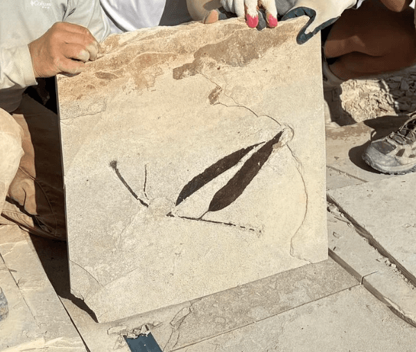Fossilized leaves on a stone slab at the dig site.