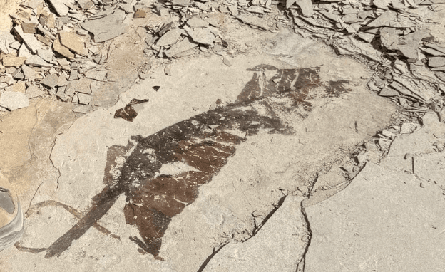 Fish fossil revealed on a limestone slab.