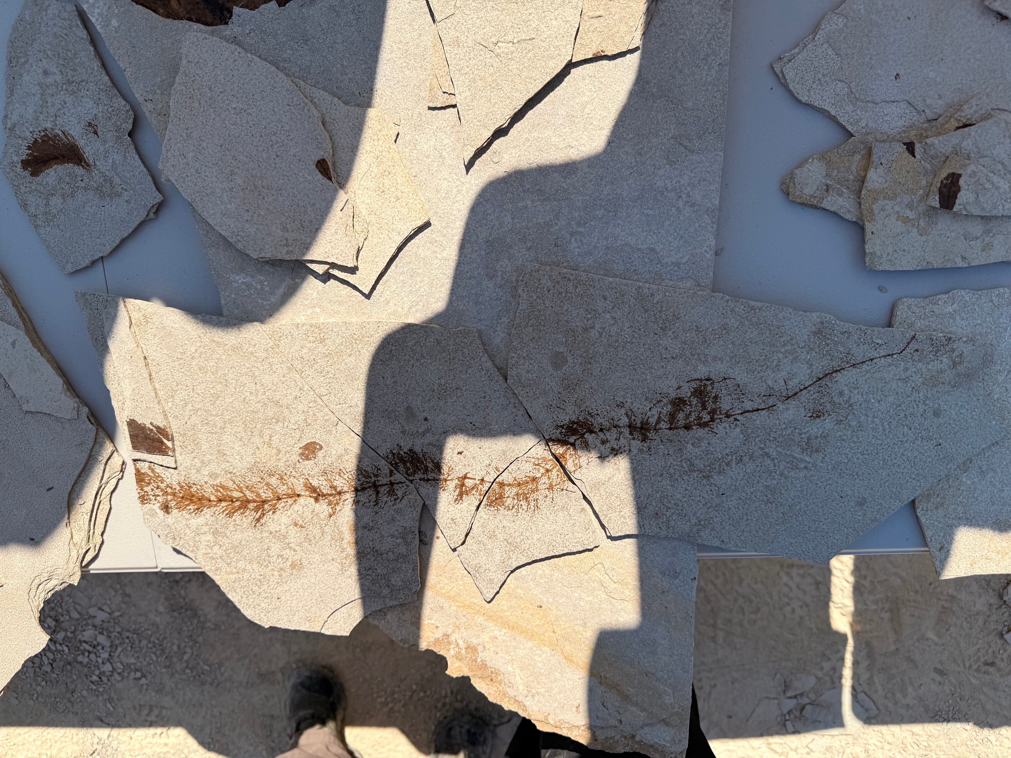 Fossilized plant fronds revealed in chipped limestone slabs.