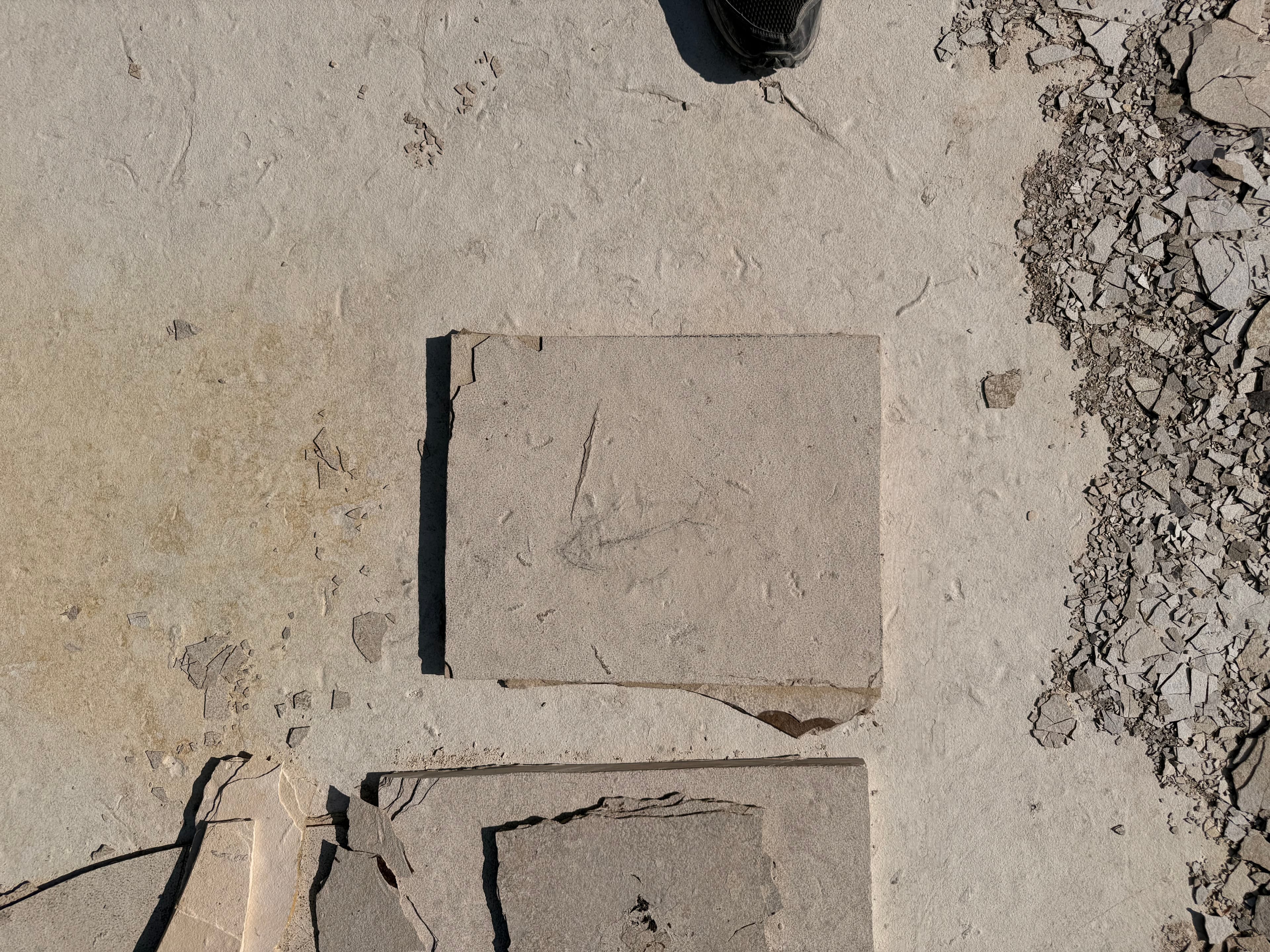 Thinly layered rock shows faint imprints from ancient life.