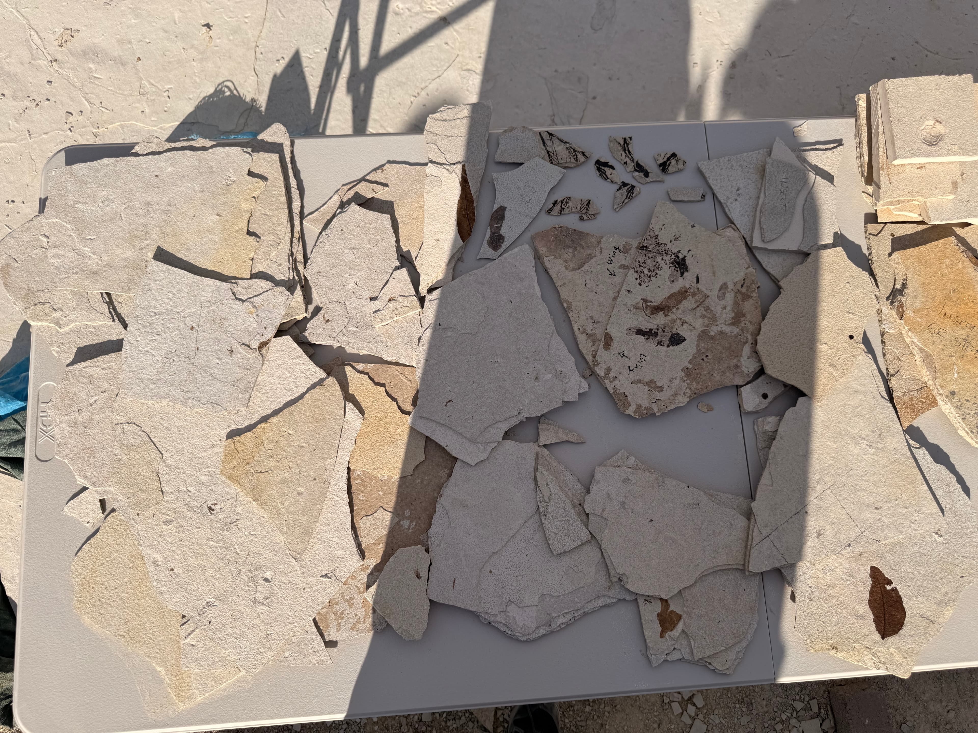Fossilized fish and plant fragments laid out on a table.