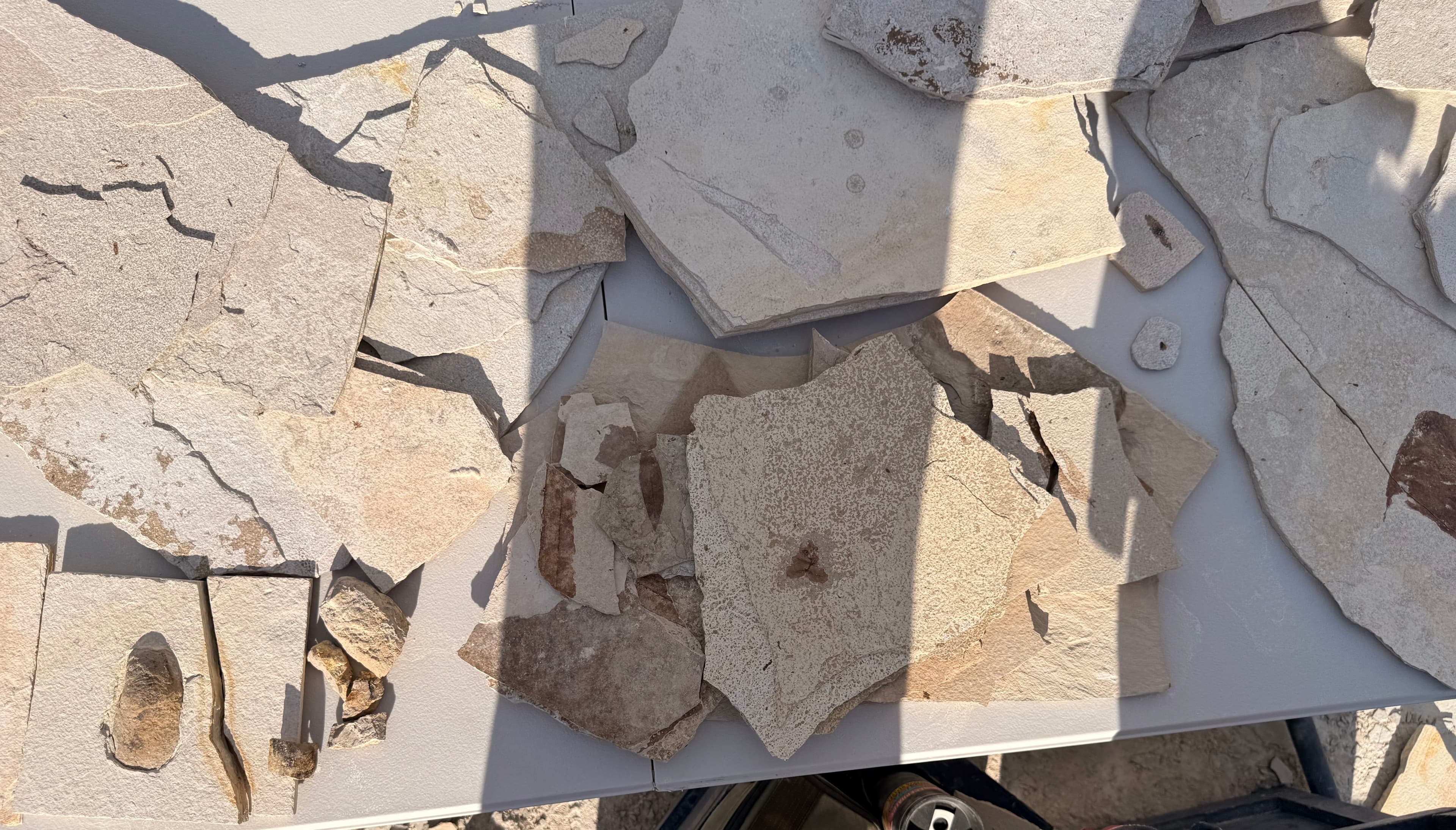Fossil slabs laid out on a table in bright sunlight.