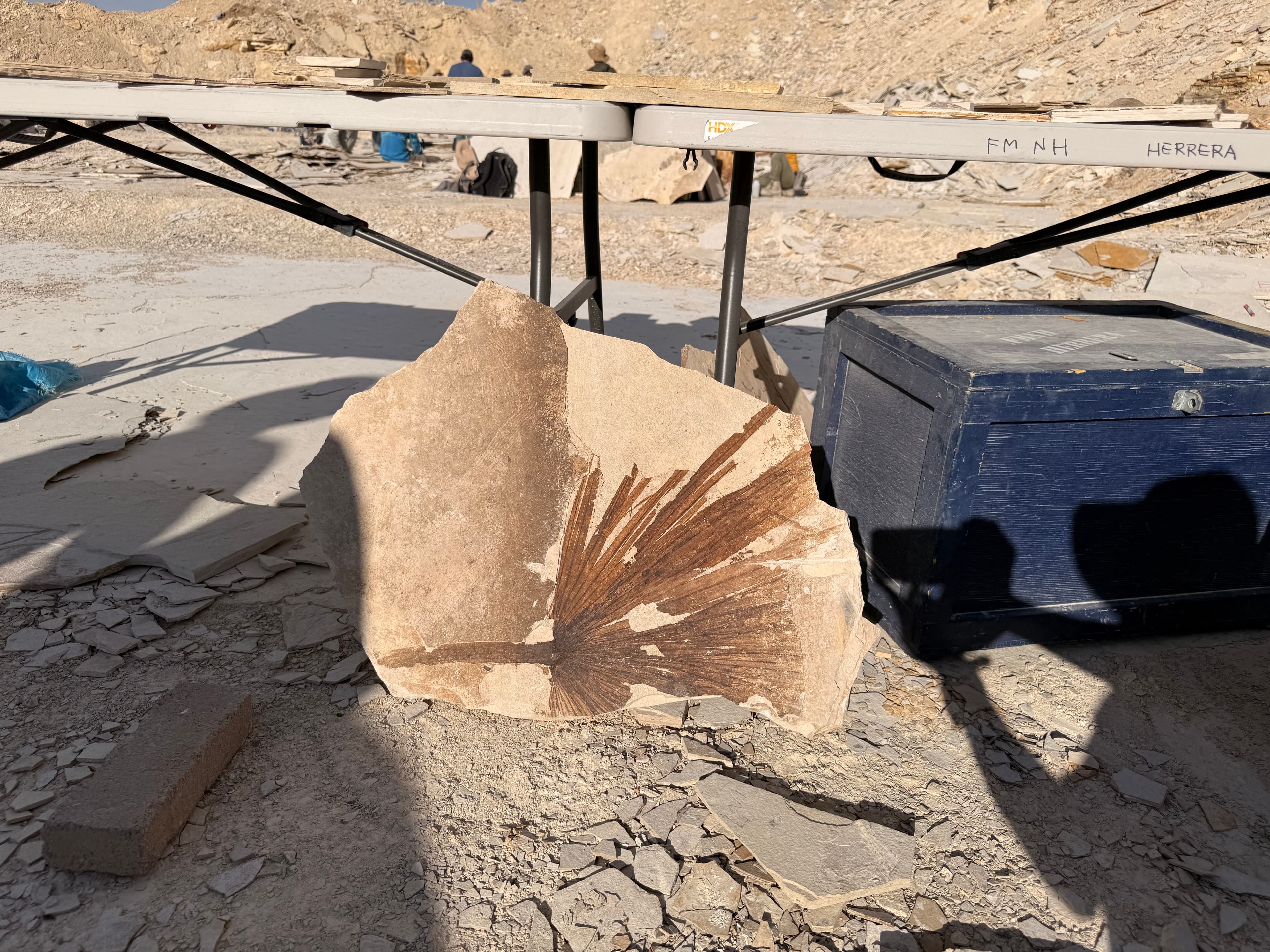 Fossilized palm frond on a limestone slab under a bright sun.