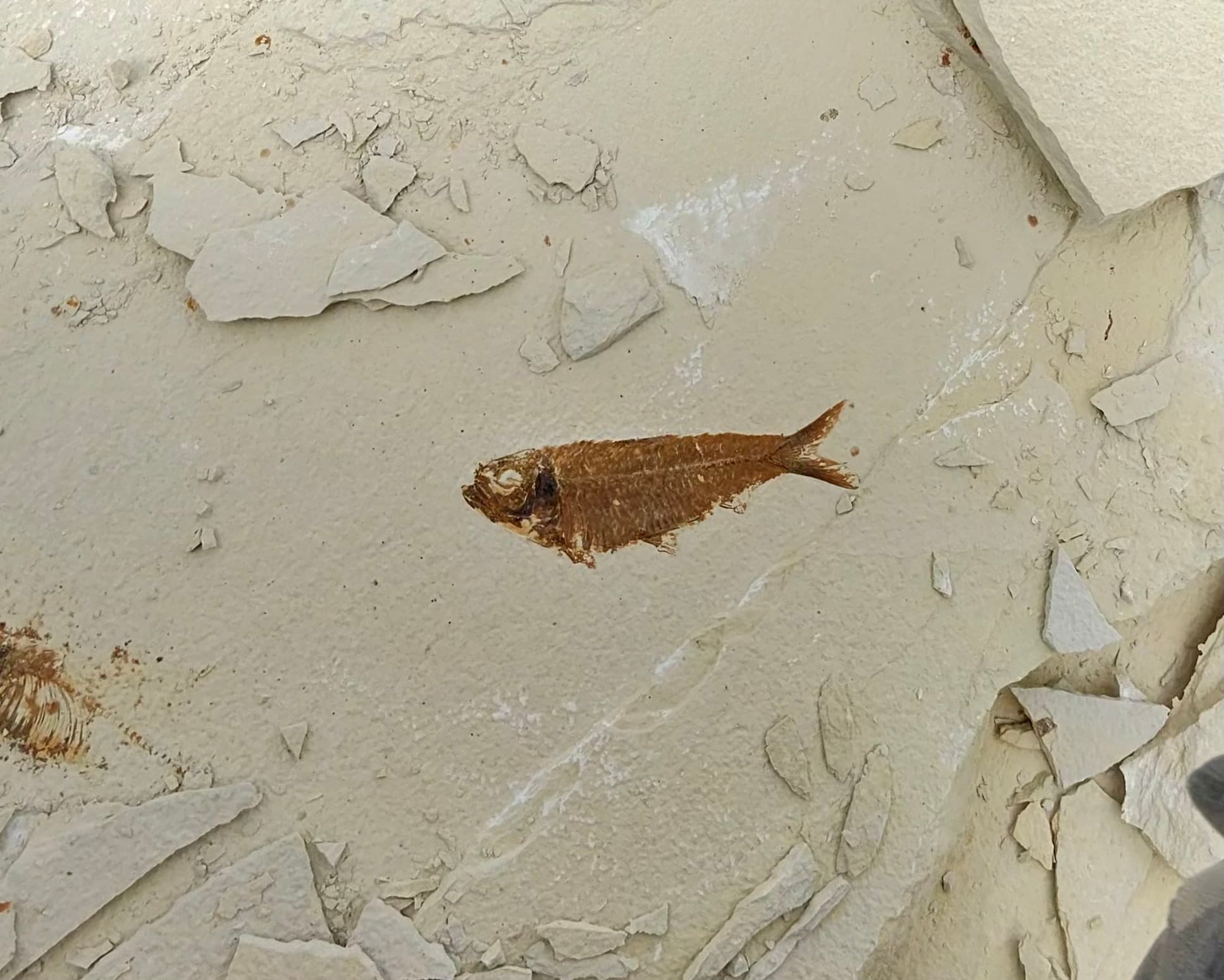 Nearly complete fish fossil with articulated spine, ribs, and forked tail preserved in light limestone