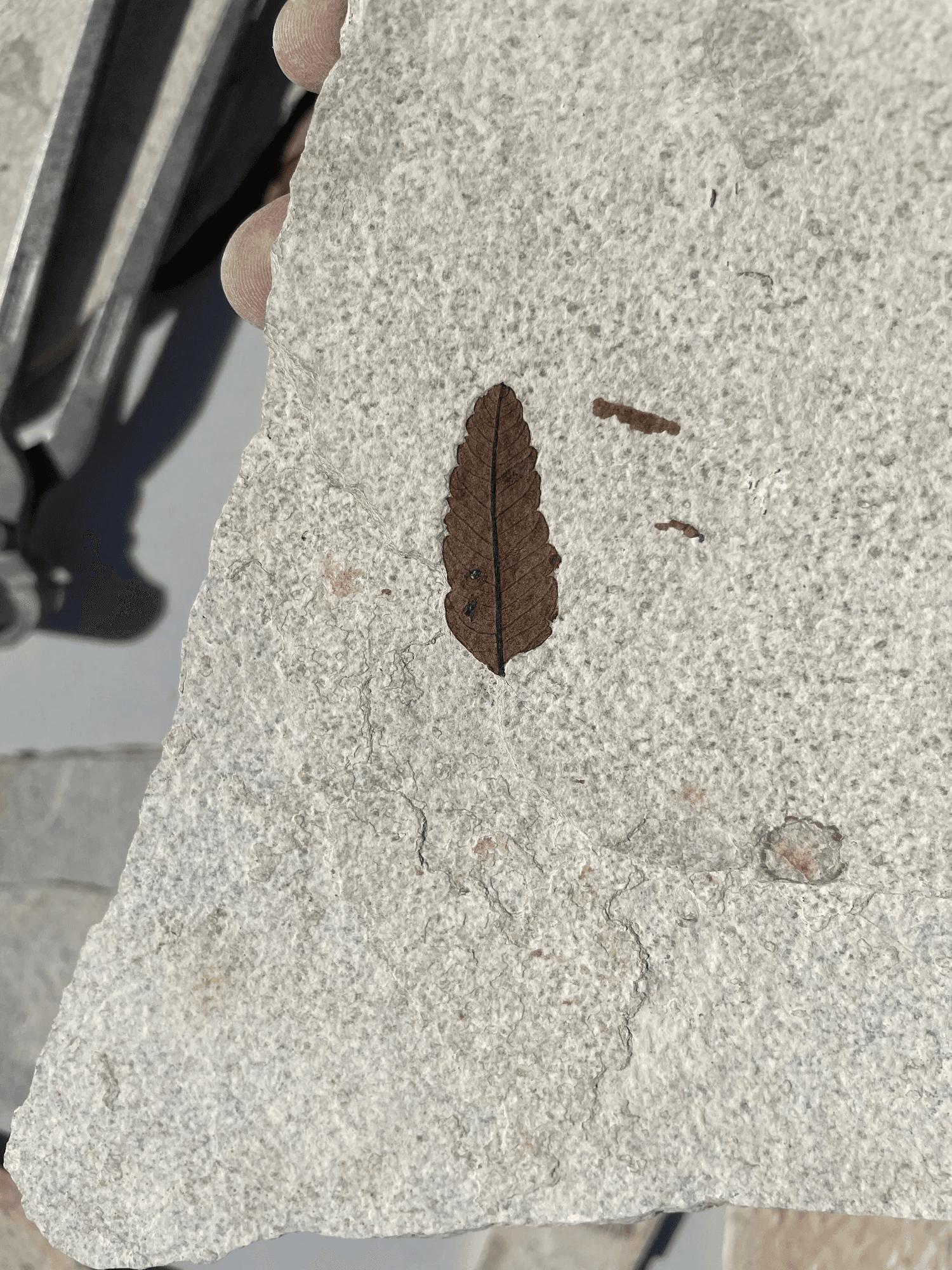 Fossilized leaf and small fragments in limestone.