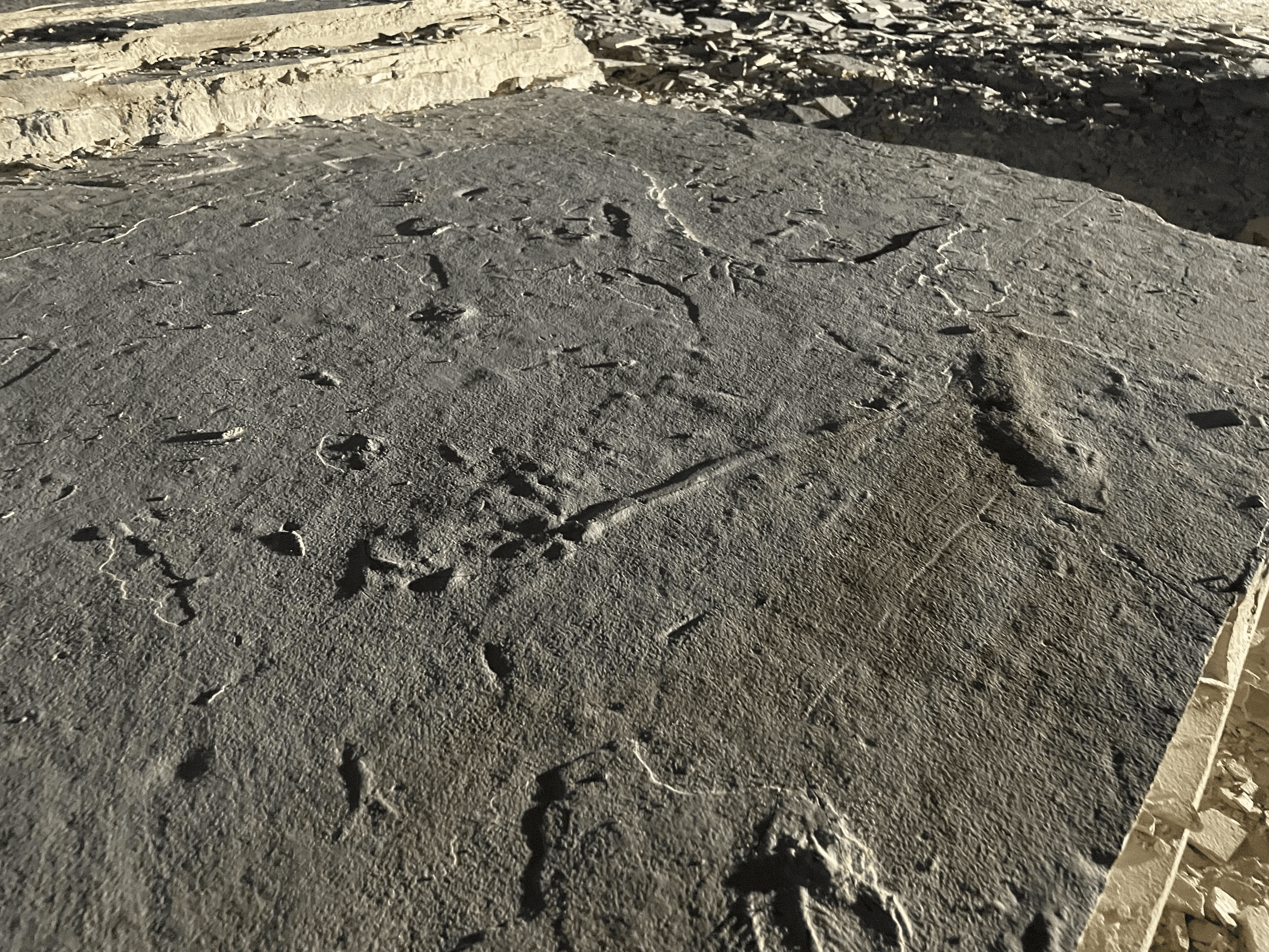 Fossil impressions in a dark stone slab under the sun.