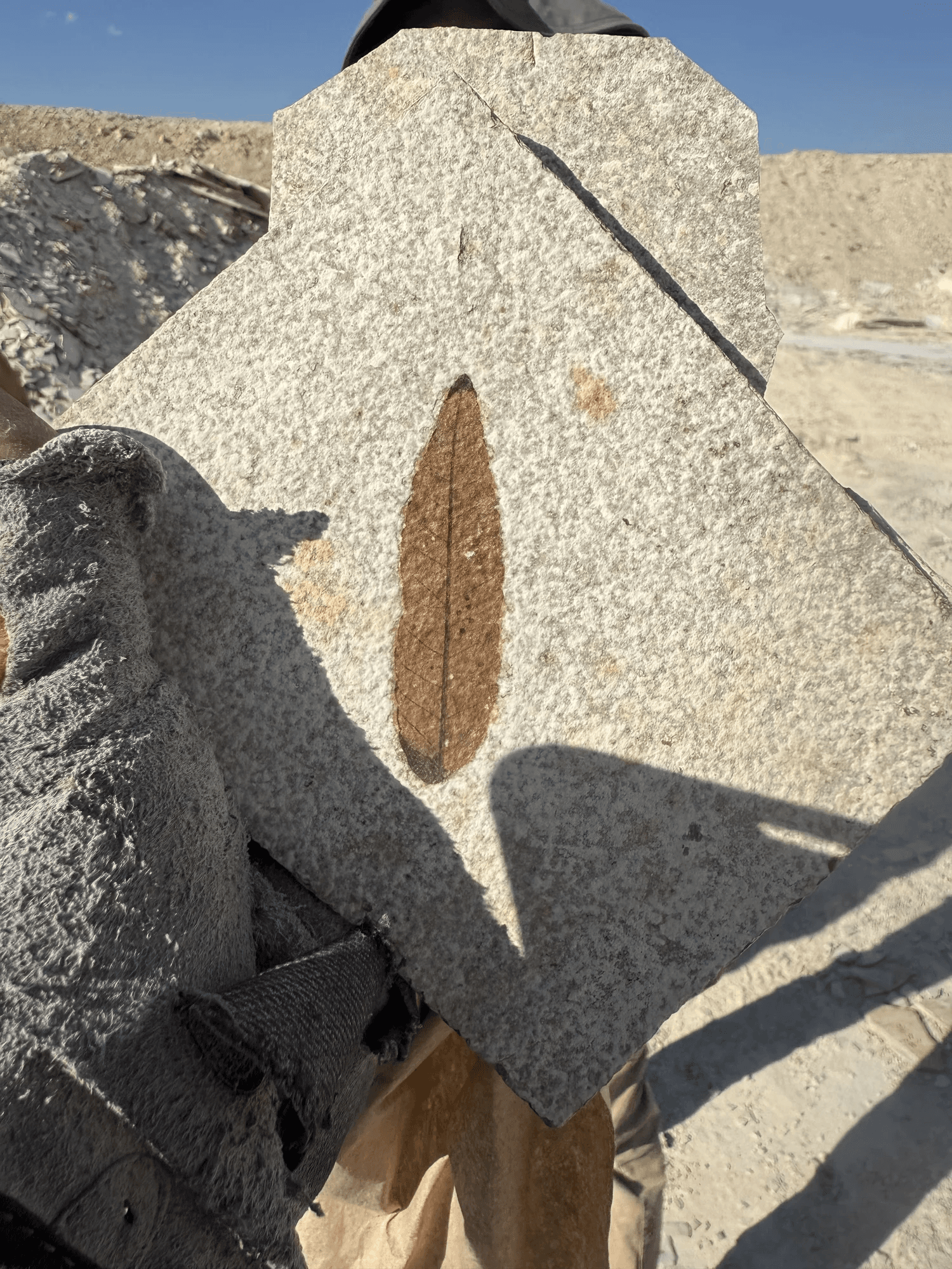 Fossil leaf preserved in a rock slab under a blue sky.