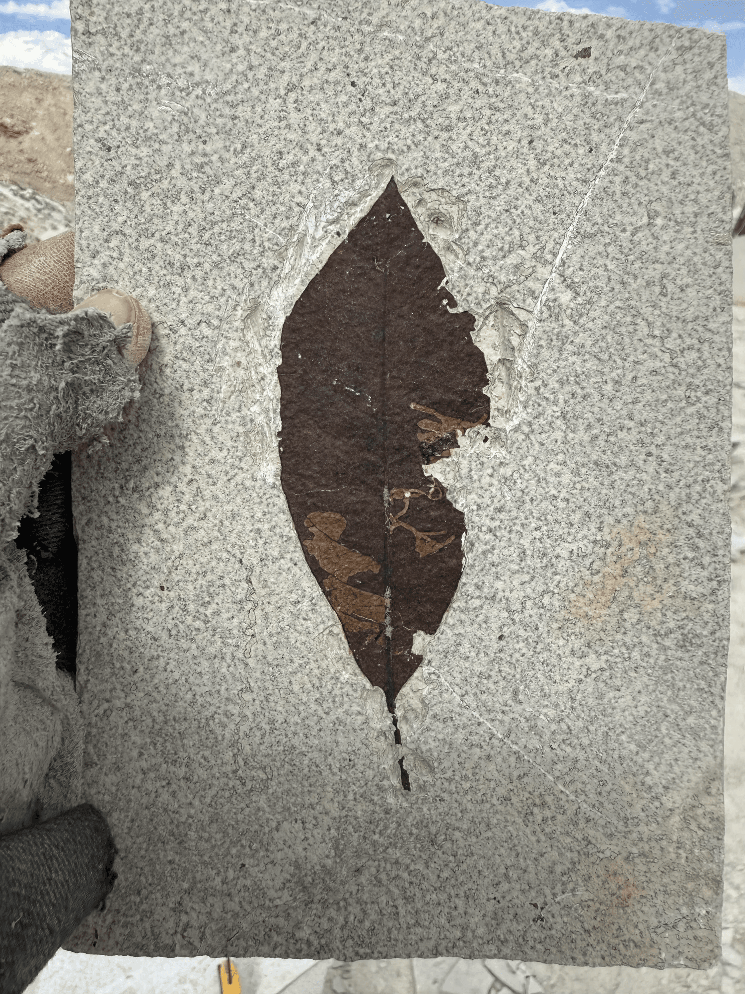 Fossil leaf preserved in light-colored stone.