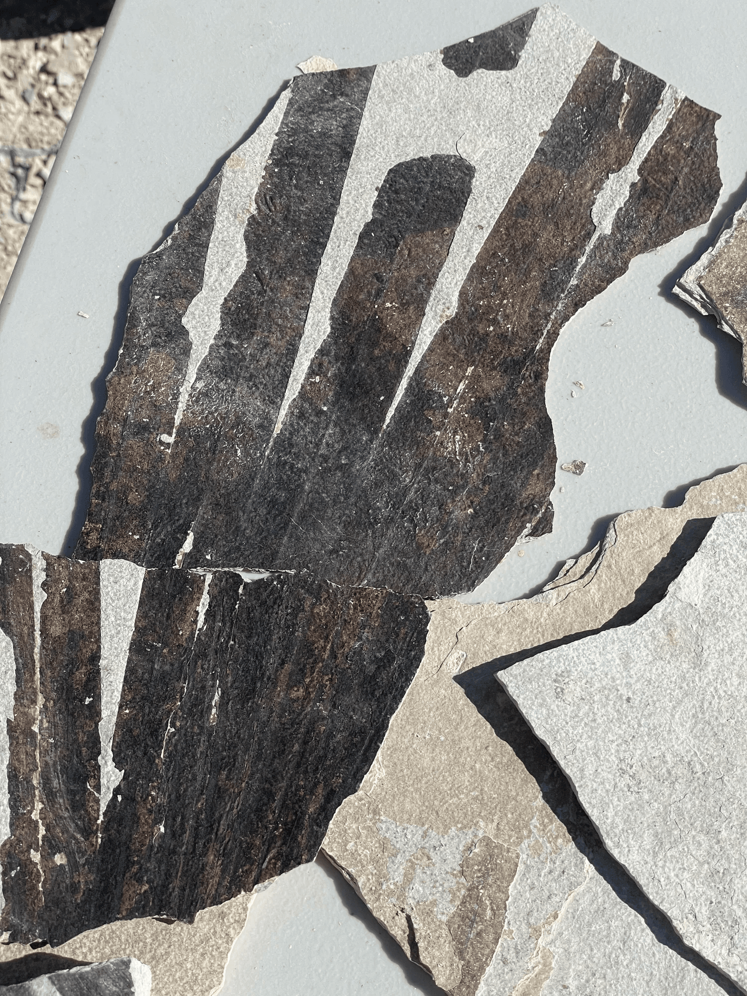 Fossil fragments laid out on a table in the sun.