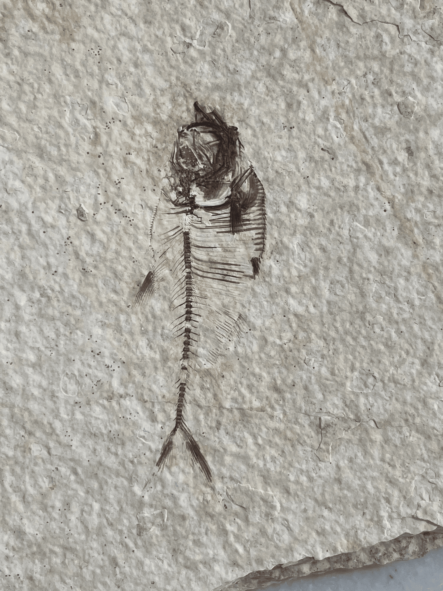 Ancient fish skeleton perfectly preserved in limestone rock.