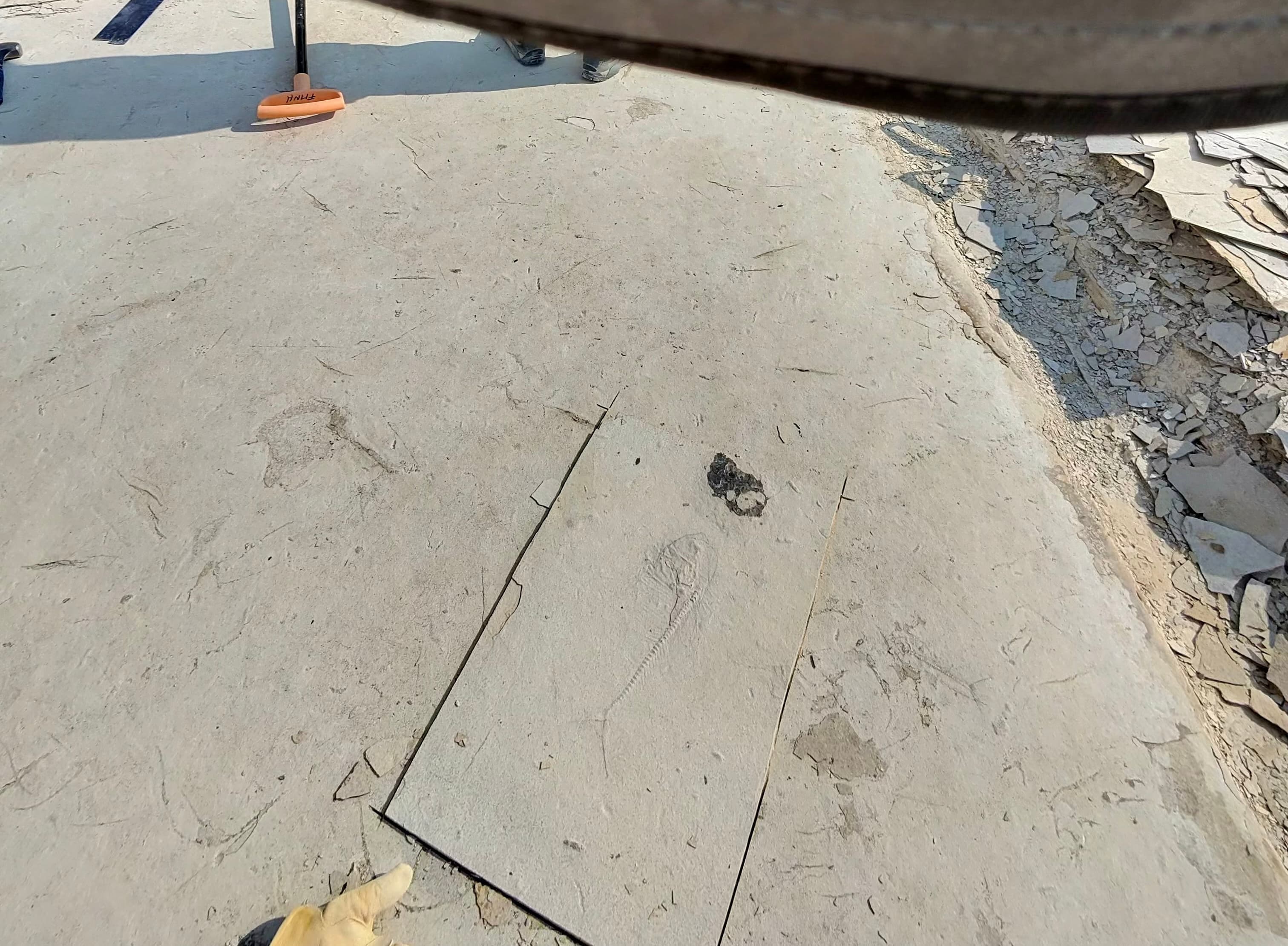 Fish fossil in limestone slab on a sunny Wyoming dig site.