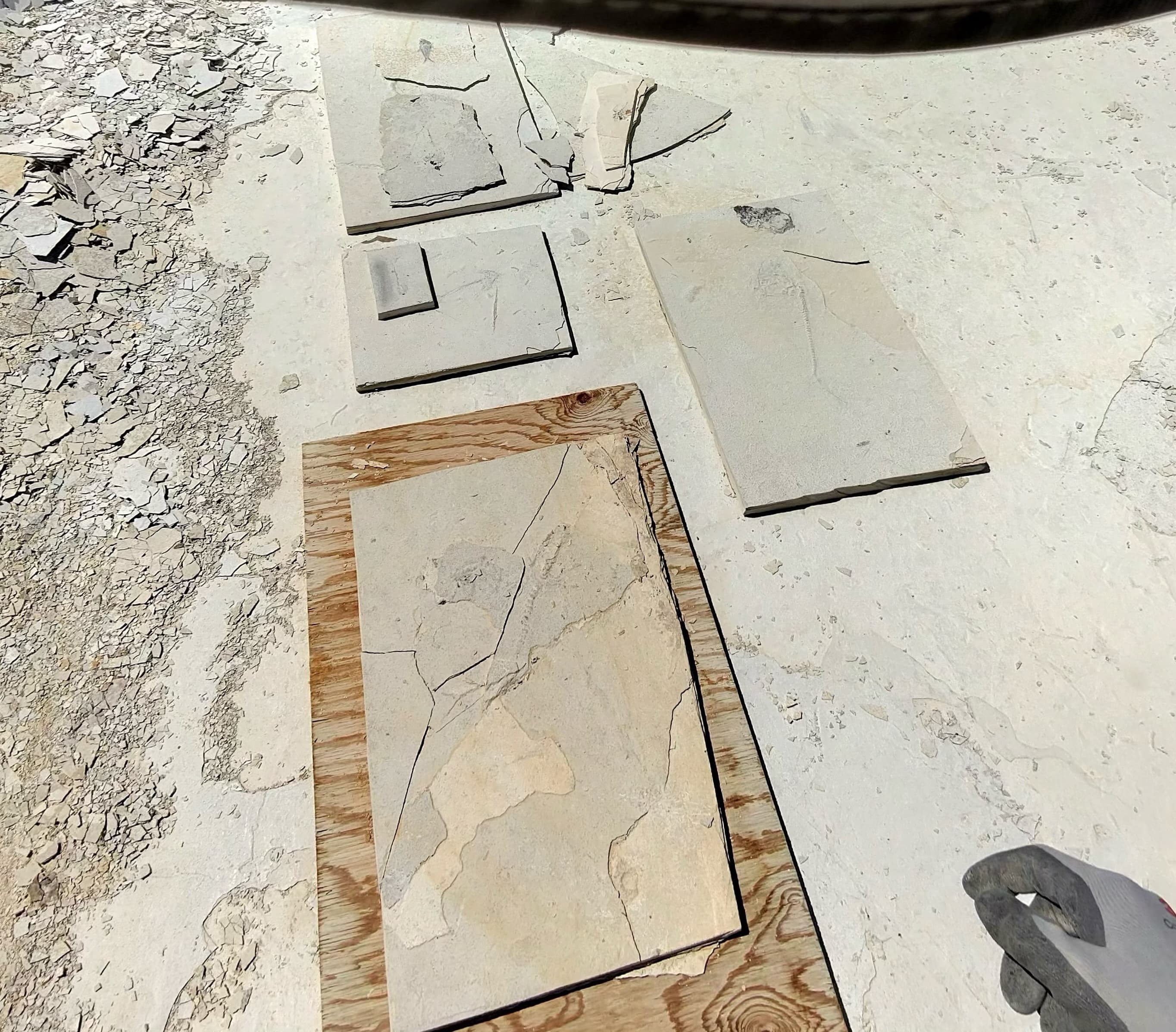 Stone slabs showing faint impressions of ancient life.