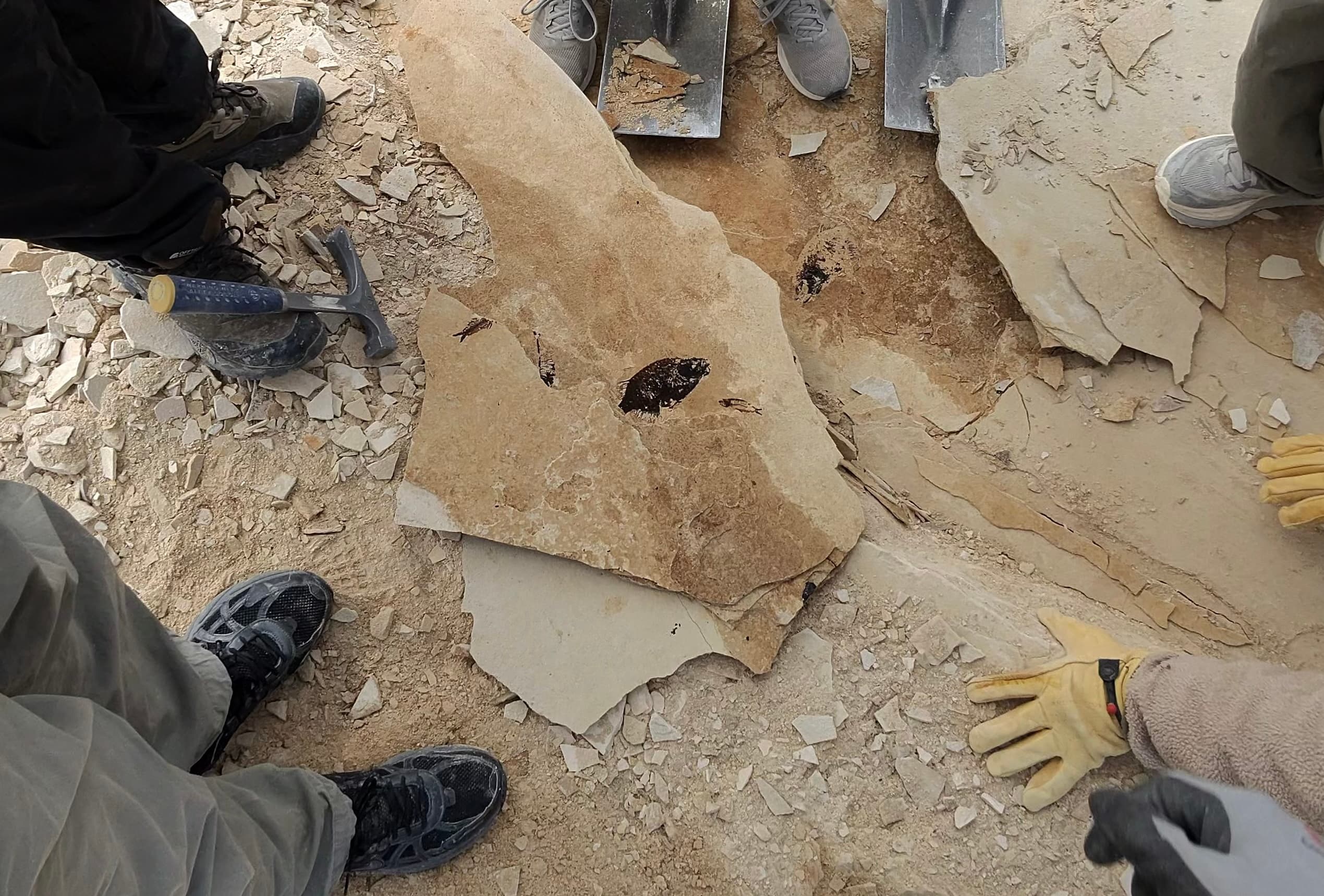 Fish fossils in limestone being excavated with tools.