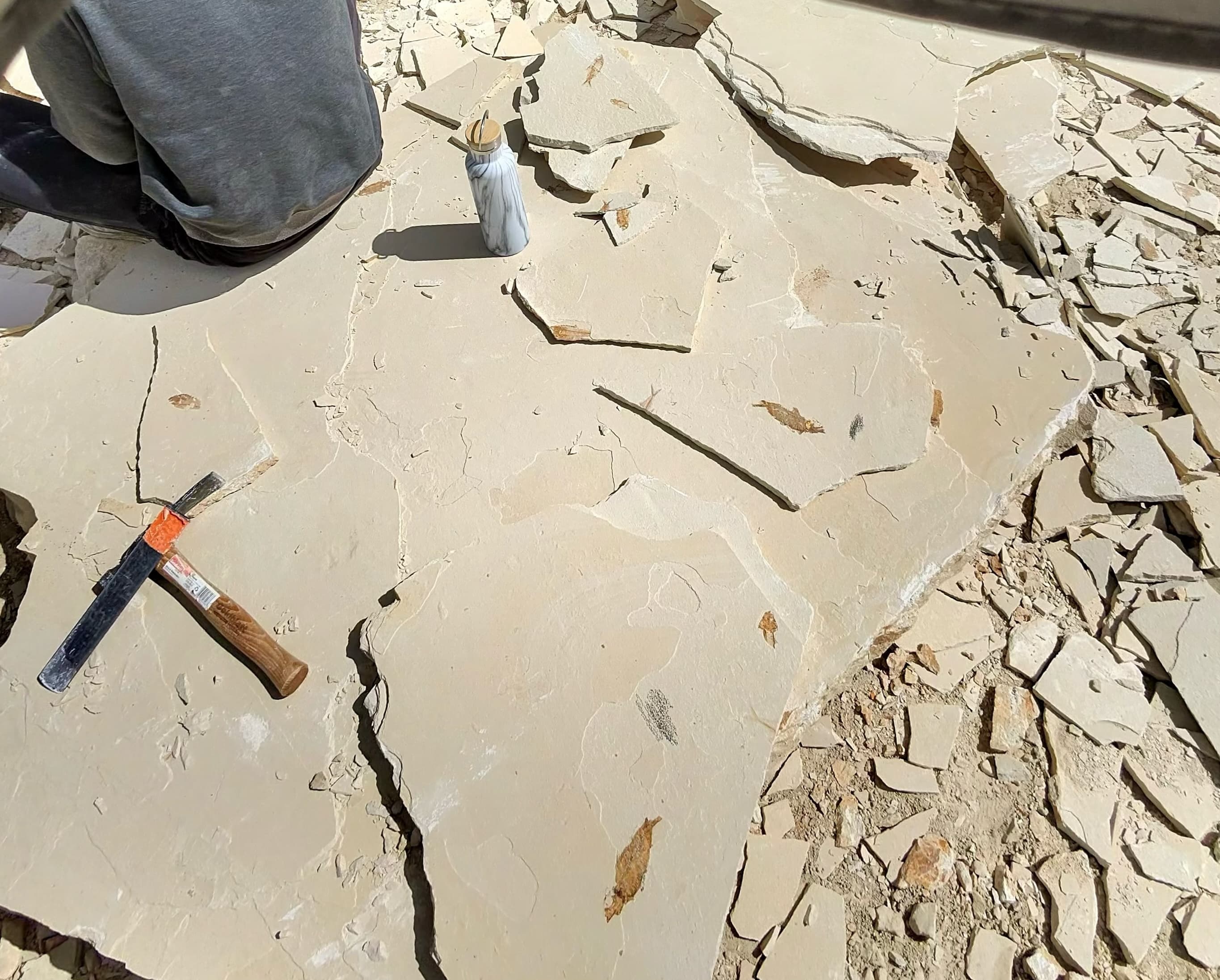 Rock slabs with fish fossils and digging tools.